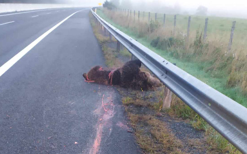 Uhynutý medveď po zrážke s osobným autom pri obci Hybe