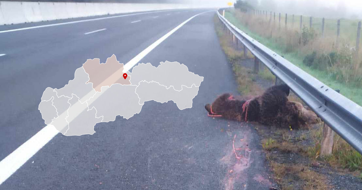 Zrazený medveď pri obci Hybe na úseku diaľnice D1