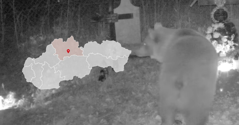 Medvedica na cintoríne vo Vlkolínci pri Ružomberku