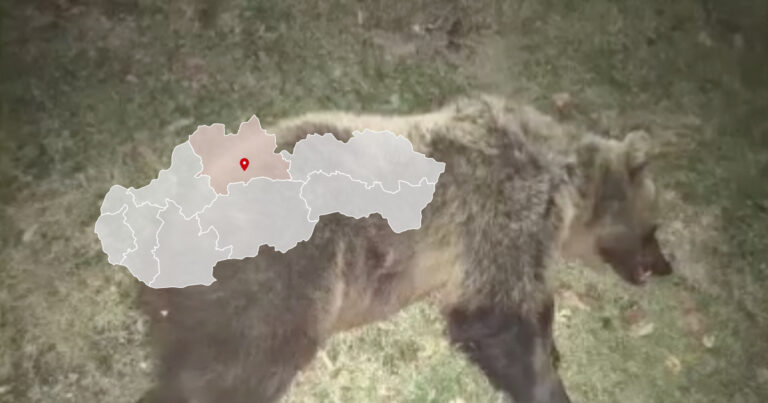 Zastrelená medvedica pri Ružomberku