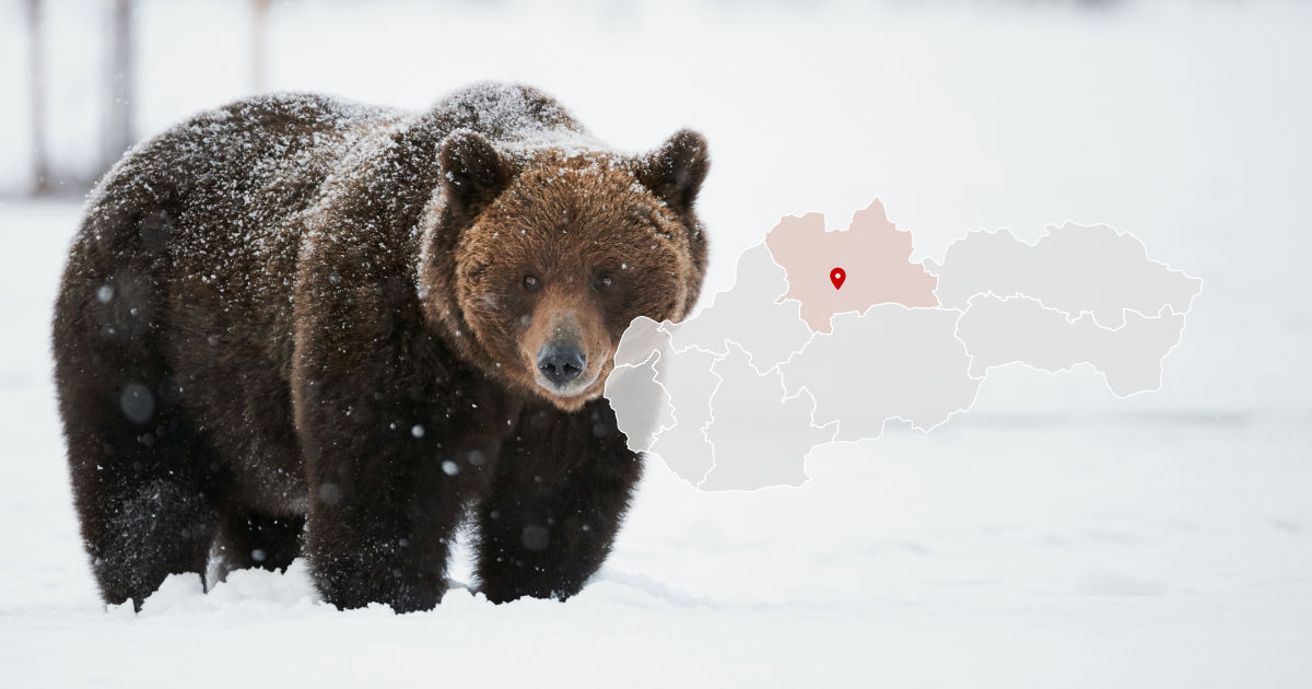 Útok medveďa v Sklabinskom Podzámku pri Martine