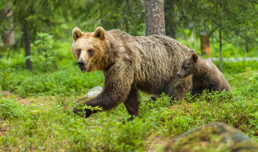 Statný medvedí samec v slovenskom lese