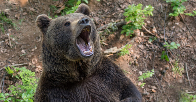 Medveď, ktorý stratil plachosť