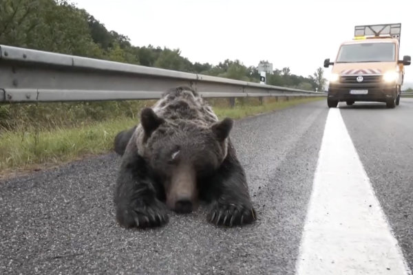 Rozbité auto po zrážke medveďa pri Košiciach na Zelenom dvore