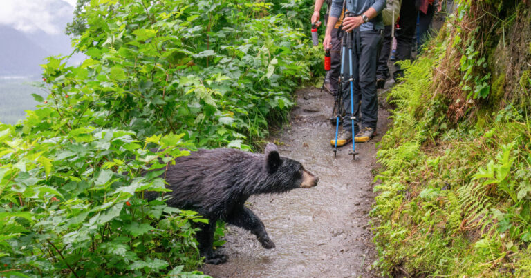Turisti so sprejmi na medveďa