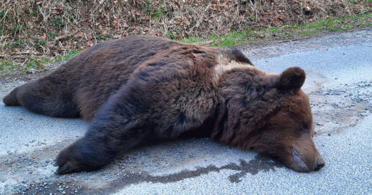 Usmrtený medveď pri obci Dolná Bzová pri Detve