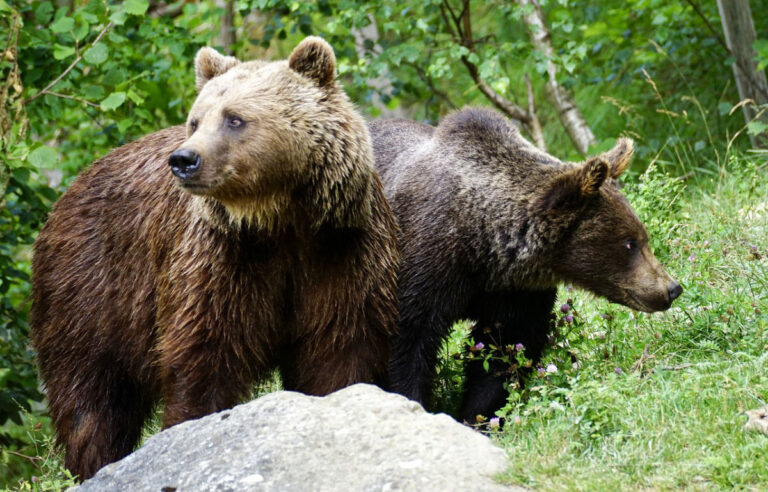 Medvede a ich výskyt v slovenskej prírode