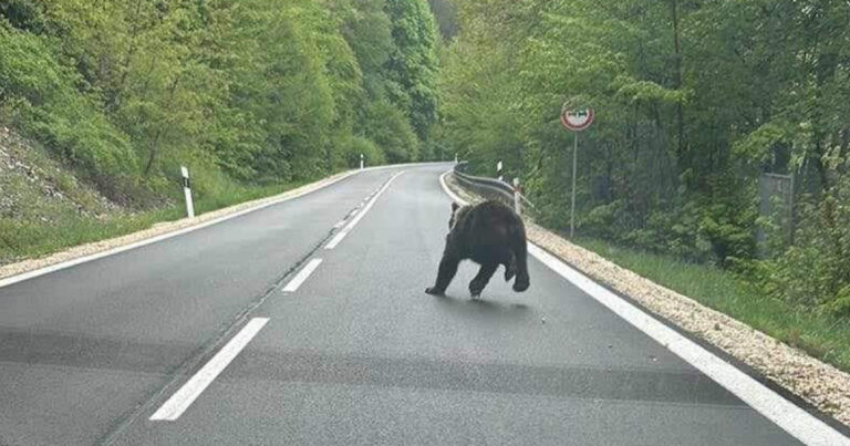 Medveď na ceste pri chatovej oblasti v Košickej Belej smerom na Ružín