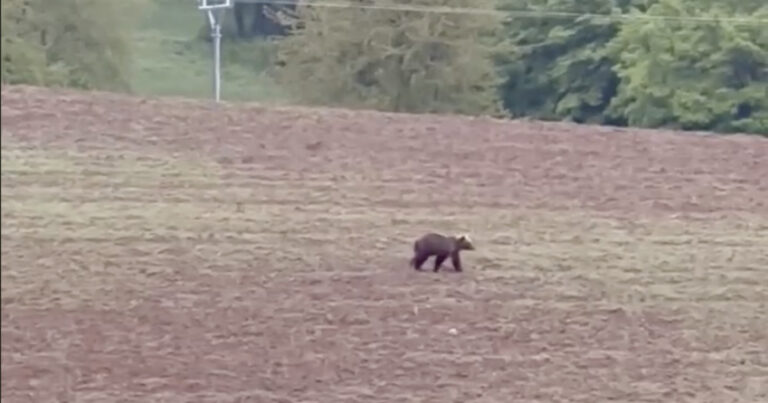 Medveď pri obci Horná Mičiná neďaleko Banskej Bystrice