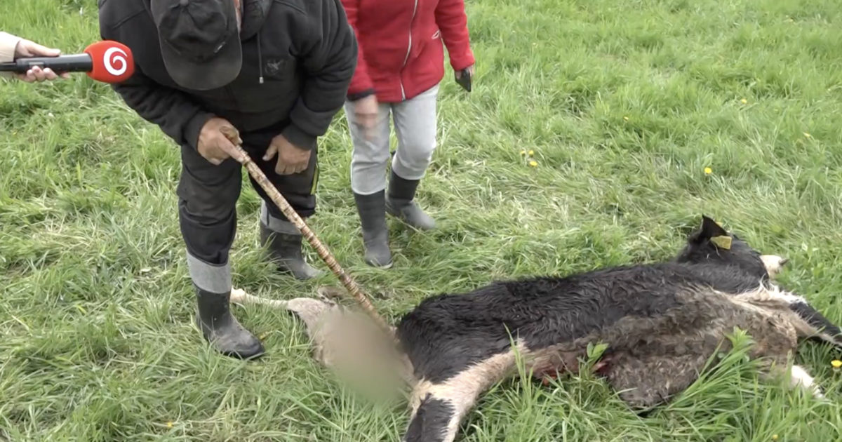 Medveď usmrtil býka neďaleko mesta Snina