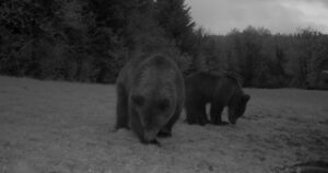 Skupina medveďov v okolí obce Palota v okrese Medzilaborce
