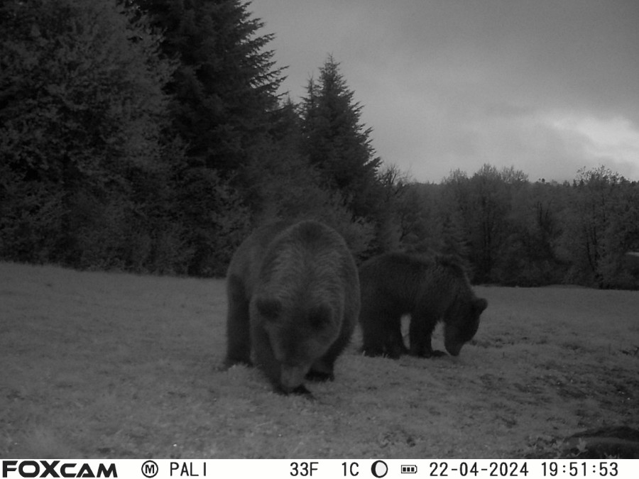 Medvede zachytené fotopascou v okolí obce Palota v CHKO Východné Karpaty