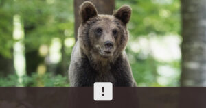 Upozornenie na pohyb medveďa, Slovensko