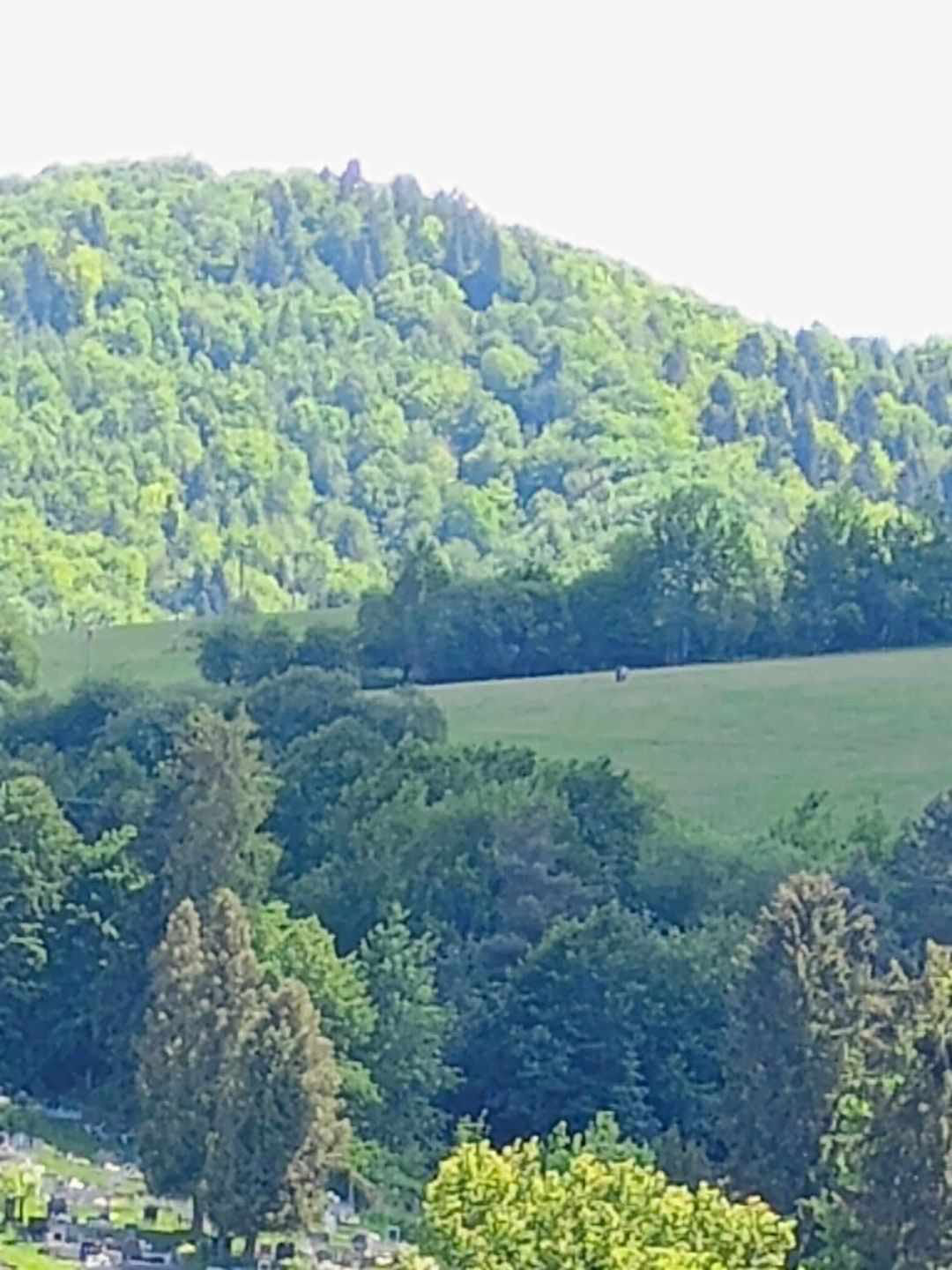 Medveď pri panelovej ceste nad mestom Krompachy, turistická atrakcia Hojdačka