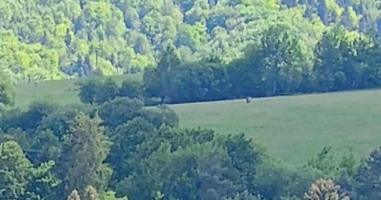 Medveď pri atrakcii Hojdačka nad mestom Krompachy v Košickom kraji