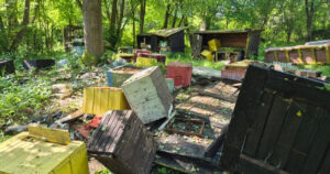 V obci Nitrianske Pravno zničil medveď 47 včelích úľov