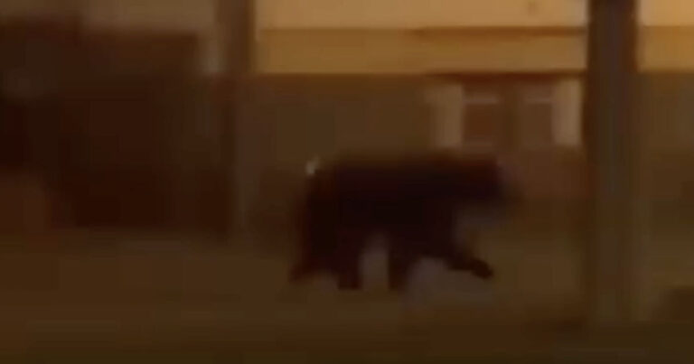 Medveď pri domoch v liptovskej obci Pribylina