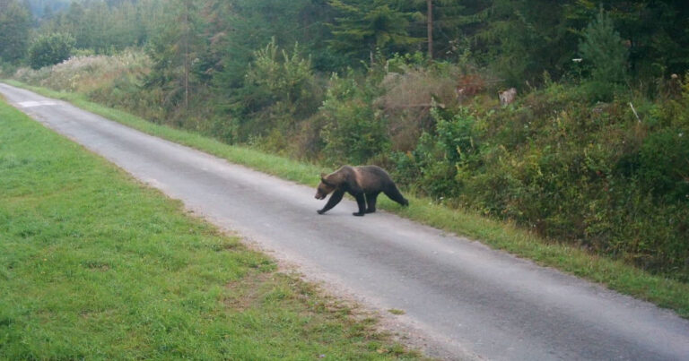 Medveď na ceste v oblasti Ferova búda v katastri obce Podolínec