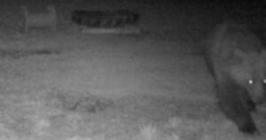 Fotopasca zachytila medveďa v okolí obce Brezovička neďaleko mesta Sabinov