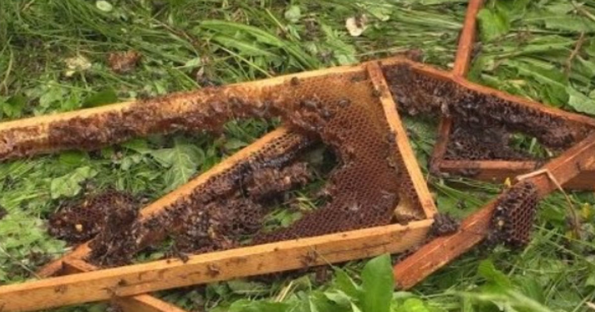 Medveď spôsobil škody v meste Krásno nad Kysucou