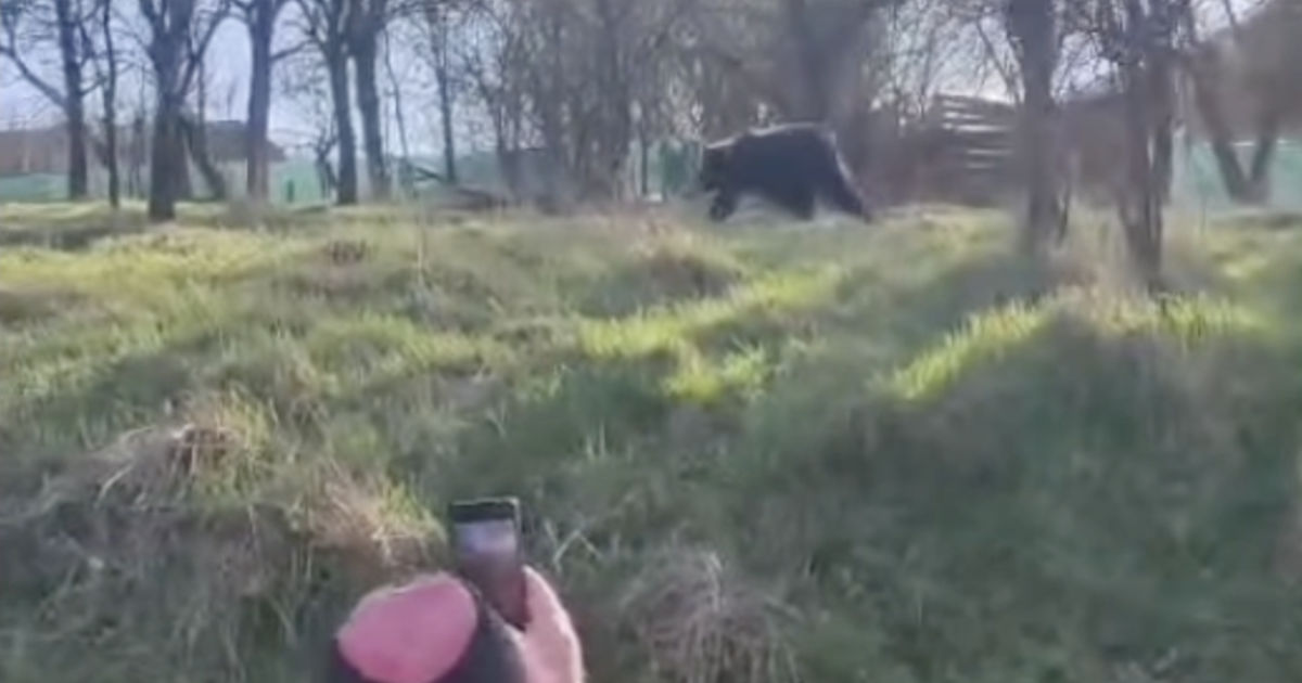 Medveď priamo v obci Košecké Podhradie v okrese Ilava