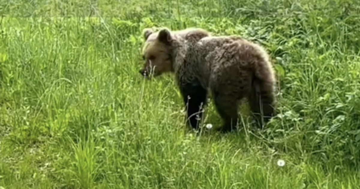 Medveď pri miestnej časti Iviny obce Dúbravy