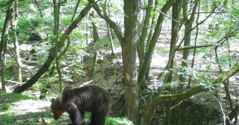 Fotopasca zachytila medveďa nad vinicami pri obci Kleňany neďaleko Maďarska