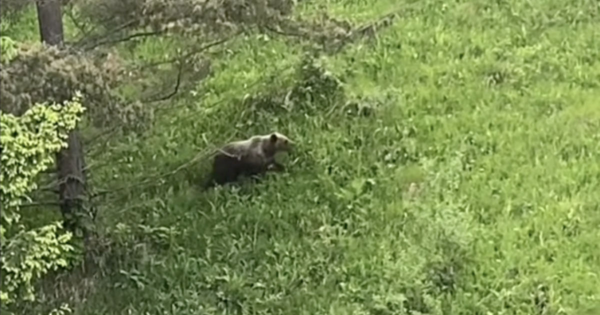Medveď pri bytovkách v meste Ružomberok
