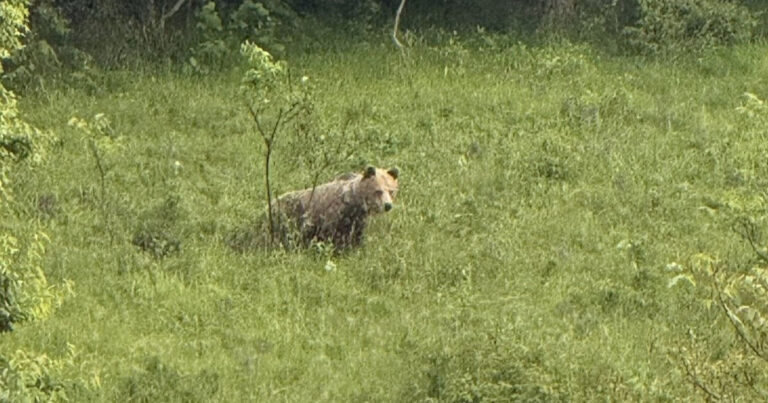 Medveď nad cintorínom obce Hiadeľ v okrese Banská Bystrica