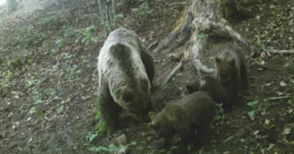 Medvedica s troma mláďatami nad obcou Lodno