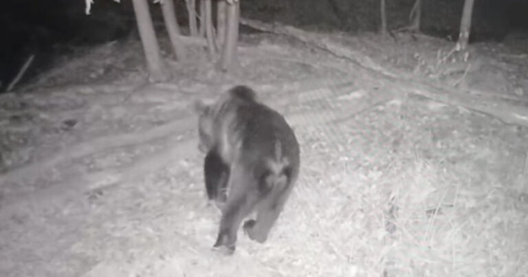 Medveď nad obcou Nová Dedine pri Leviciach