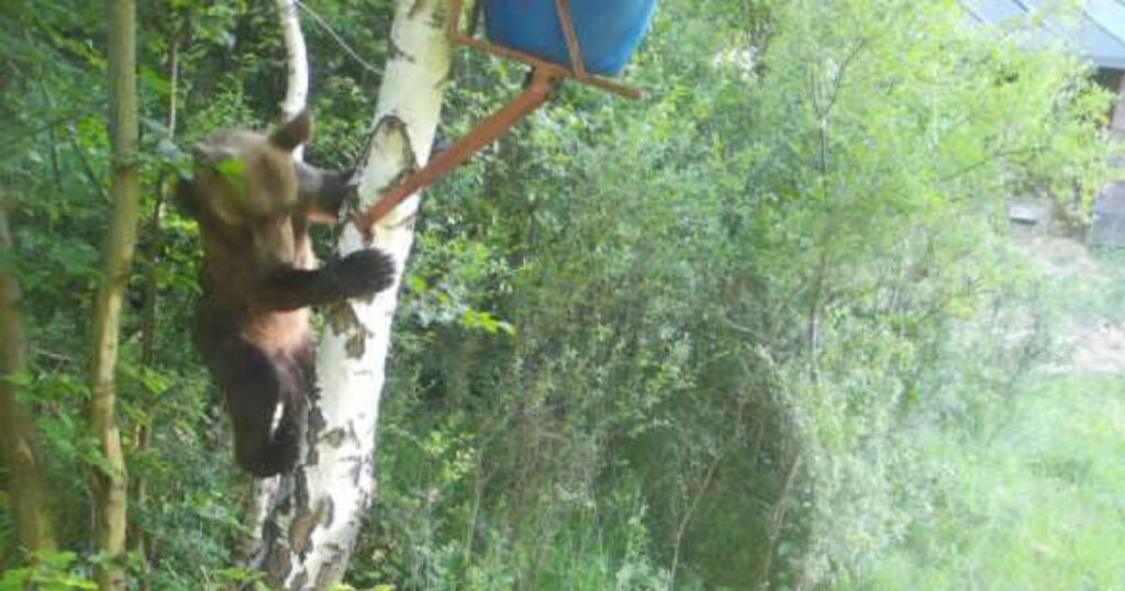 Medveď na strome v katastri obce Roškovce v lokalite Jarčiská