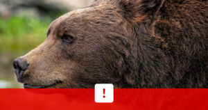 Útok medveďa na muža nad obcou Hybe